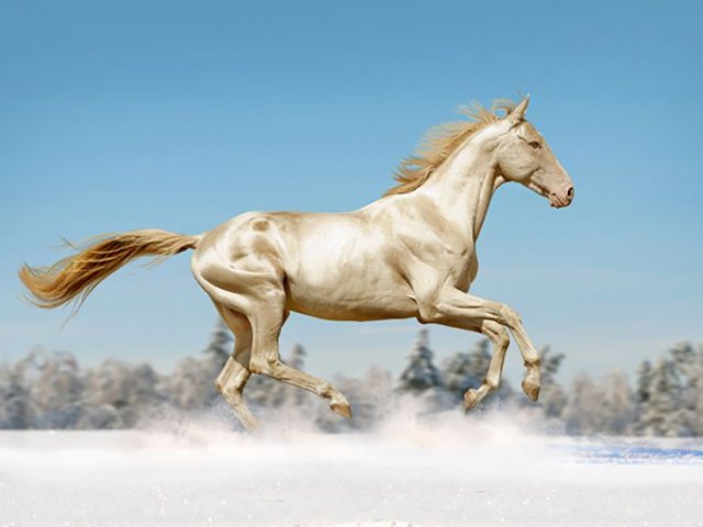 Akhal-Teke